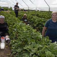 Plantaža jagoda Biba
