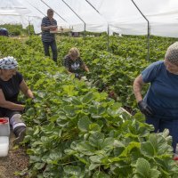 Plantaža jagoda Biba