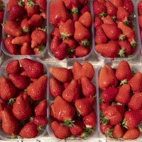 Plantaža jagoda Biba