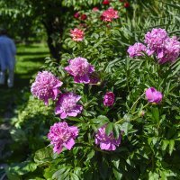 Vrt Ksenije Urličić