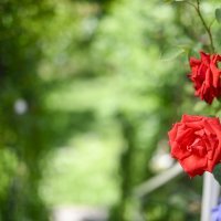 Vrt Ksenije Urličić