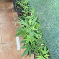 U kući i dvorištu u Gornjem Desincu pronađeno pet improviziranih laboratorija i razna droga