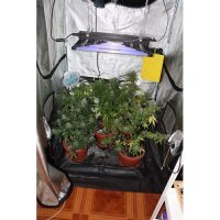 U kući i dvorištu u Gornjem Desincu pronađeno pet improviziranih laboratorija i razna droga