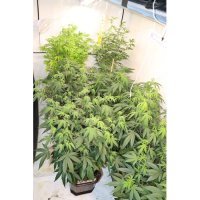 U kući i dvorištu u Gornjem Desincu pronađeno pet improviziranih laboratorija i razna droga