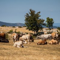 Gornje Maovice: Mjesto gdje je potvrđen slučaj bedrenice
