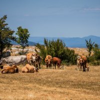 Gornje Maovice: Mjesto gdje je potvrđen slučaj bedrenice