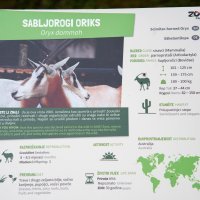 U Zoološki vrt Zagreb stigla mala oriksica