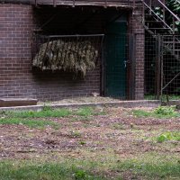 U Zoološki vrt Zagreb stigla mala oriksica