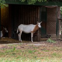 U Zoološki vrt Zagreb stigla mala oriksica