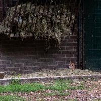 U Zoološki vrt Zagreb stigla mala oriksica