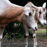 U Zoološki vrt Zagreb stigla mala oriksica