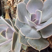 Samsung Galaxy Z Fold7 primjeri fotografija