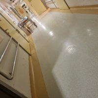 Vuk koji je tražio ljubav