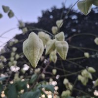 Samsung Galaxy Z Flip7 primjeri fotografija