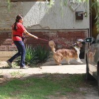 Policija i forenzičari u Tenji kod Osijeka