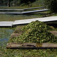 Lopoči na Jarunu