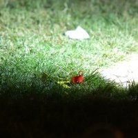 Policijski očevid u Šibeniku