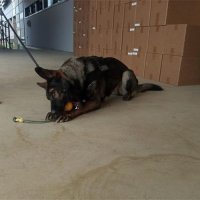 Zaplijenjeno 13.910.000 komada cigareta u kutijama