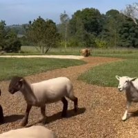 Vila Ellen DeGeneres