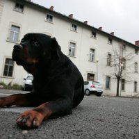 Obitelj Strojan iseljena je iz svoje kuće u Ambrusu 2006.
