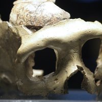 Otvorenje izložbe 'Lubanja C'