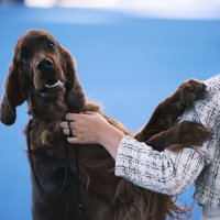 Izložba pasa Zagreb Winter Classic Dog Show