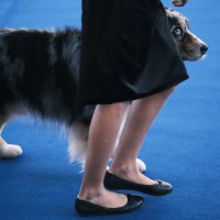 Izložba pasa Zagreb Winter Classic Dog Show