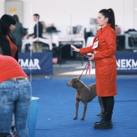 Izložba pasa Zagreb Winter Classic Dog Show