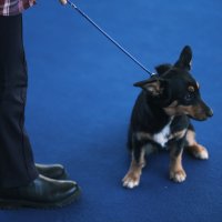 Izložba pasa Zagreb Winter Classic Dog Show
