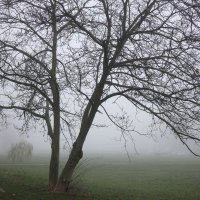 Magla u zagrebačkim Srednjacima