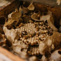 Instituto Bazzar - med