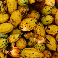 Instituto Bazzar - kakao