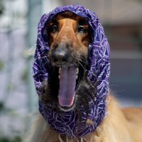 Sto najboljih Pixsellovih fotografija u 2025. godini