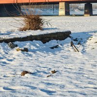 Brodovi na Savi Zagreb kod Mosta mladosti