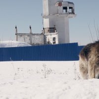 Dolazi mali sivi vuk