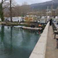 Dupin u rijeci Jadro rađa mladunče