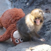 Punch i njegov plišani orangutan