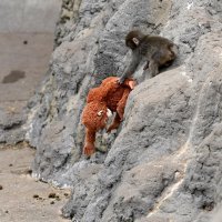 Punch i njegov plišani orangutan