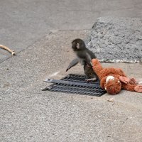 Punch i njegov plišani orangutan