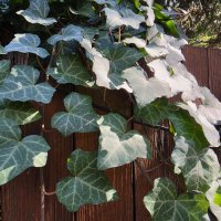 Samsung Galaxy S26 Ultra fotografije