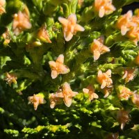 Samsung Galaxy S26 Ultra fotografije