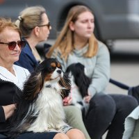 Međunarodna izložba pasa u Zagrebu