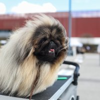 Međunarodna izložba pasa u Zagrebu