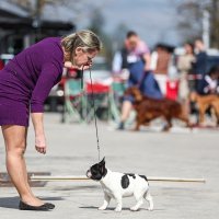 Međunarodna izložba pasa u Zagrebu