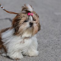 Međunarodna izložba pasa u Zagrebu