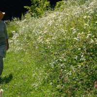 Kornelija Benyovsky Šoštarić