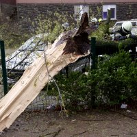 Jak vjetar ruši stabla u Zagrebu