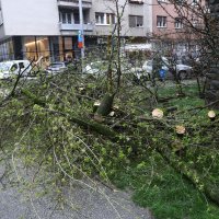 Jak vjetar ruši stabla u Zagrebu
