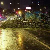 Prekinut promet kod Trešnjvačkog trga zbog pada stabla