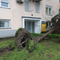 Zagreb: Srušena stabla u Prečkom